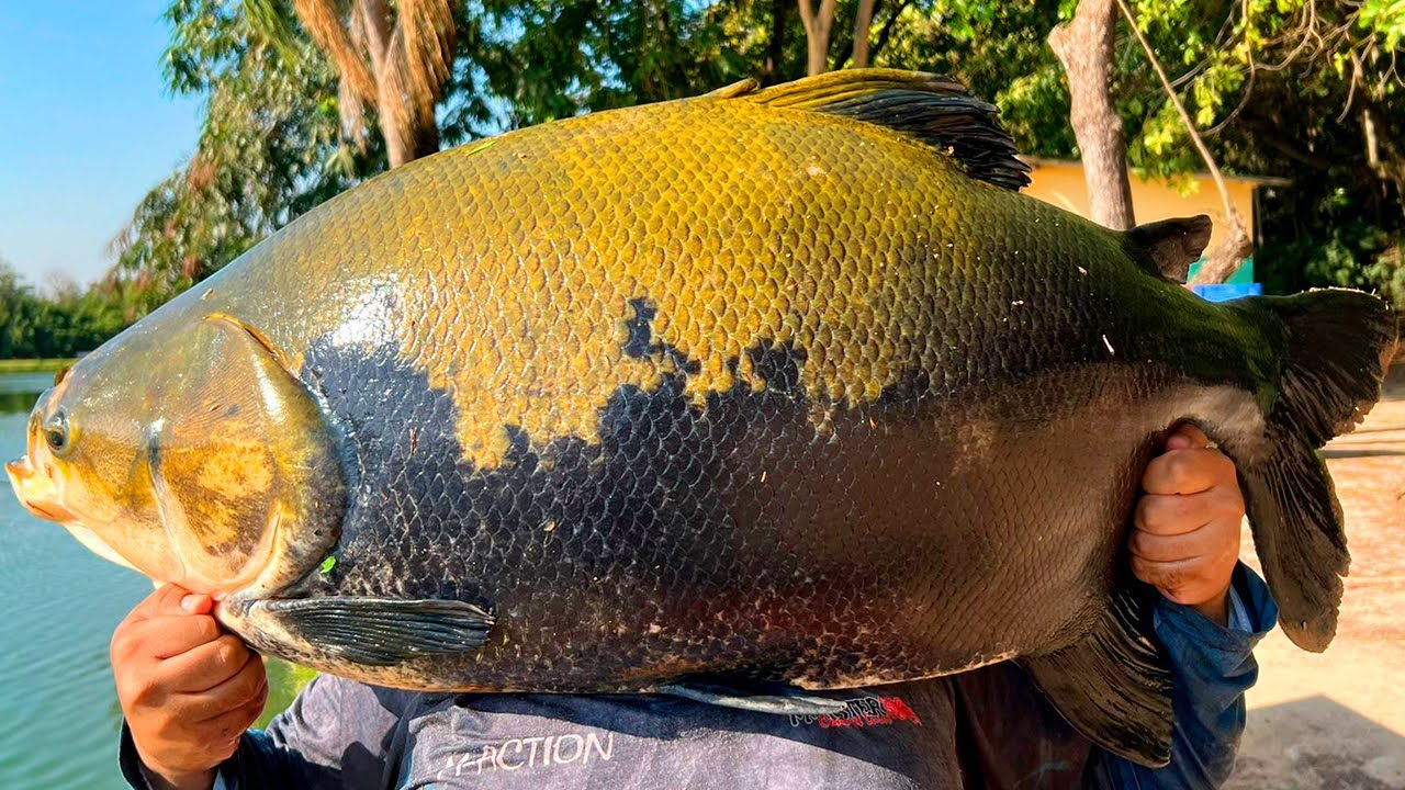 ACERTAMOS O DIA NO CÓRREGO DAS ANTAS - 31KG, 30KG, 28KG, 27KG