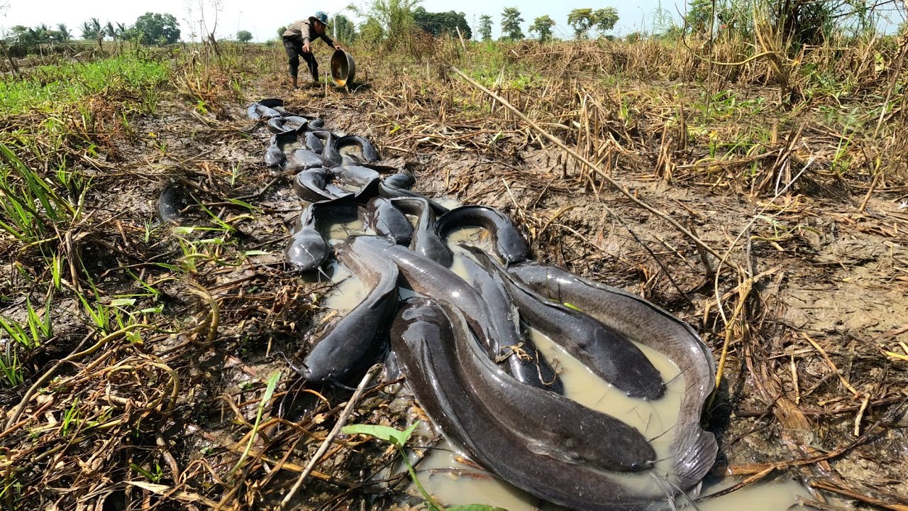 WOW WOW  ! Catch a lot of fish in the rice fields near the road.