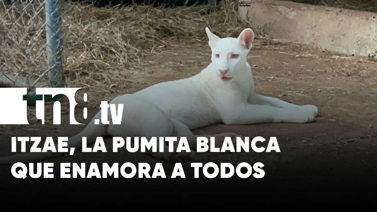 Itzae: Puma albino, nos cautiva con su majestuosidad y ternura