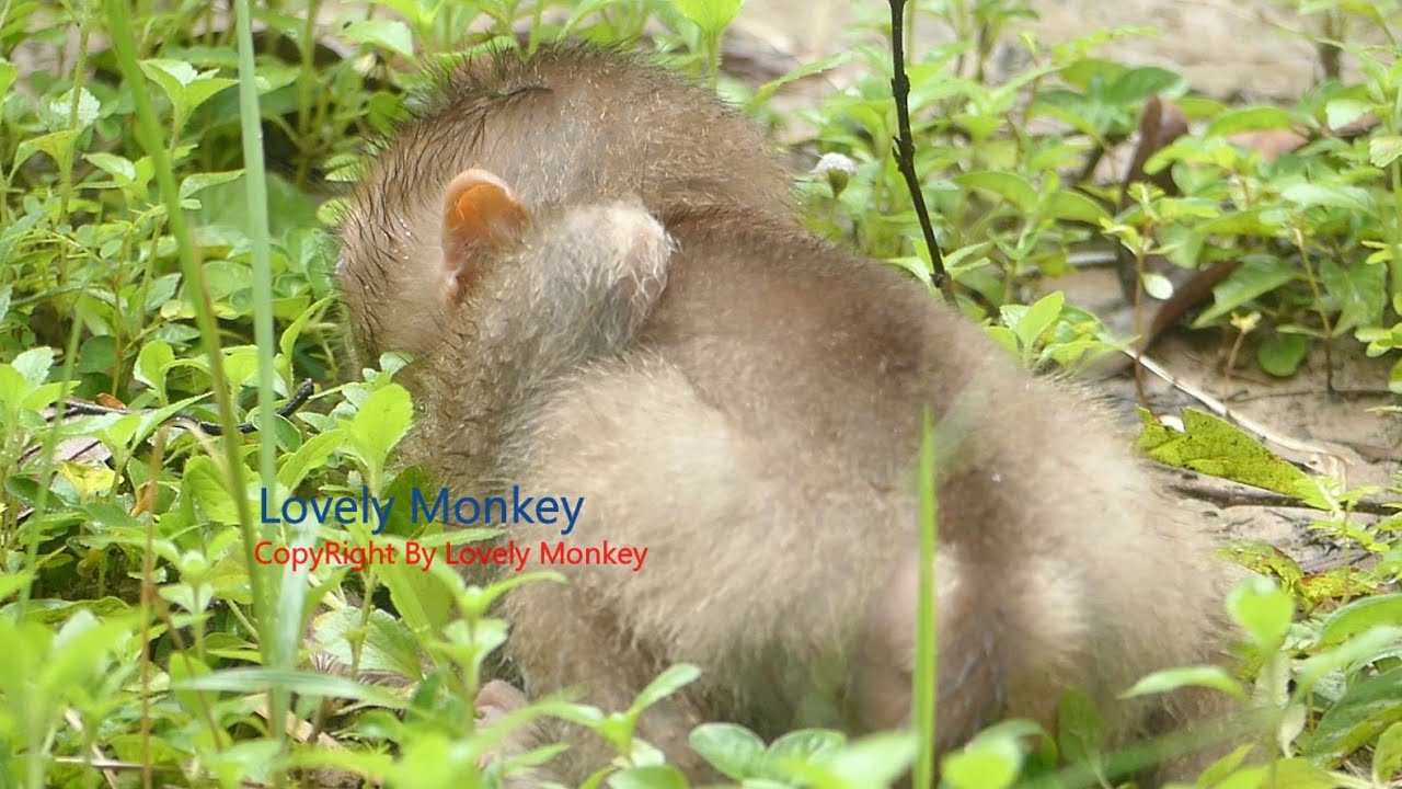 New Abandon Pigtail Monkey Release In Amber Troop. How Sadness With His Life?