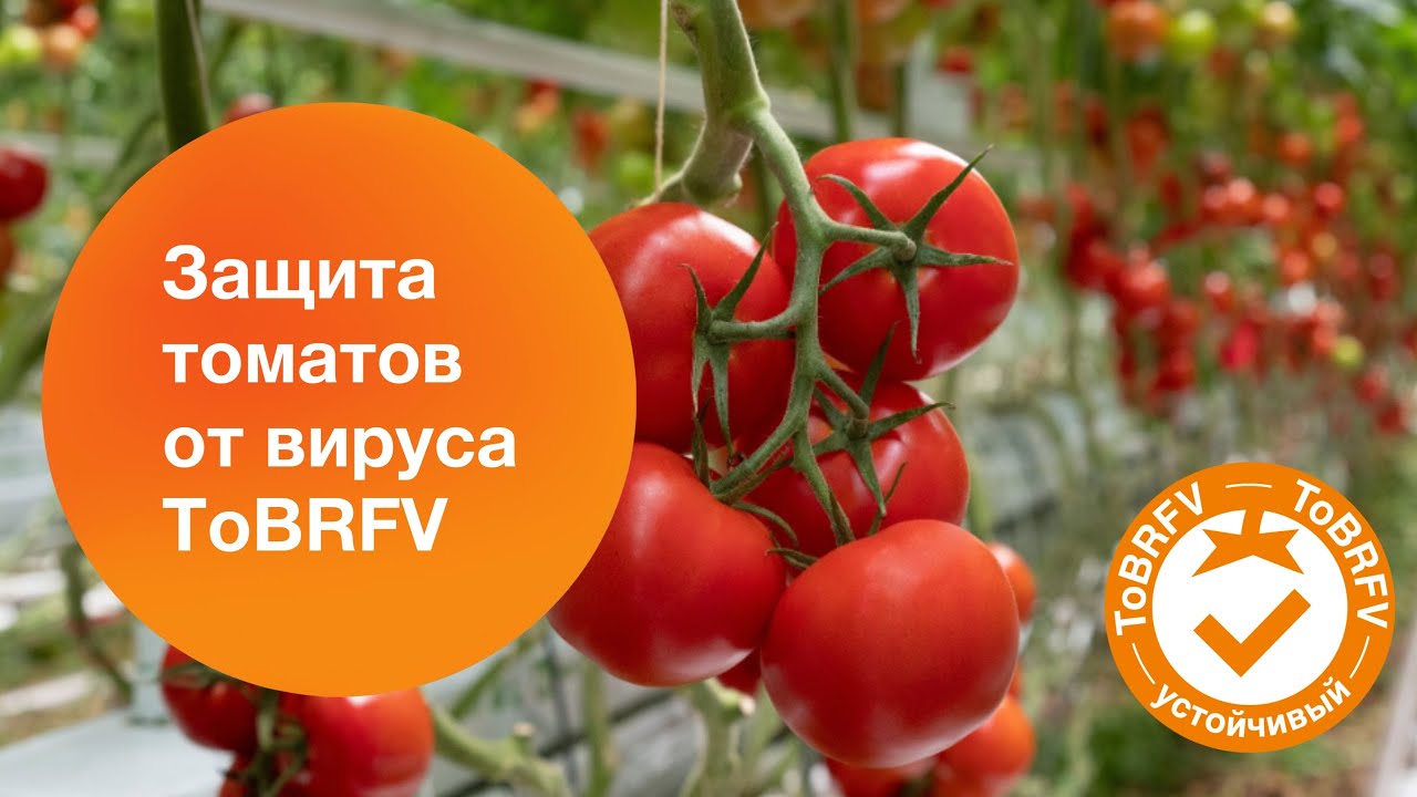 Достижения  «Сингенты» в селекции томатов по контролю вируса ToBRFV