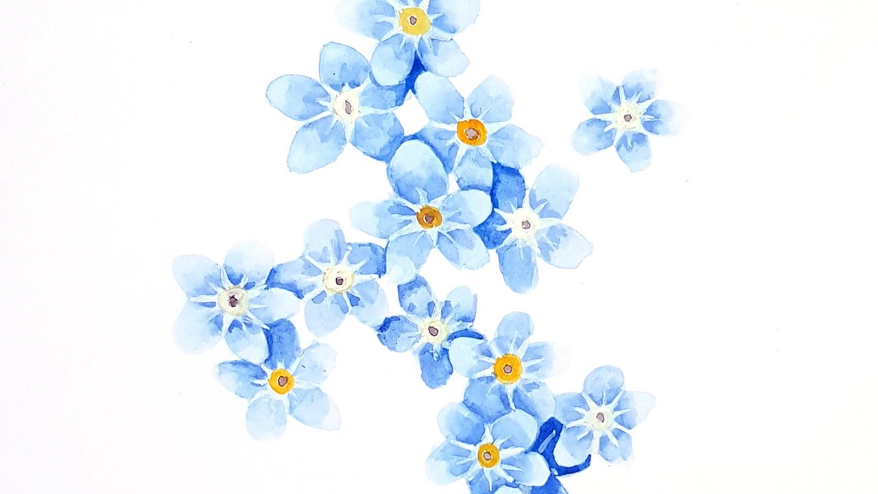 forget-me-not   /   watercolour time lapse