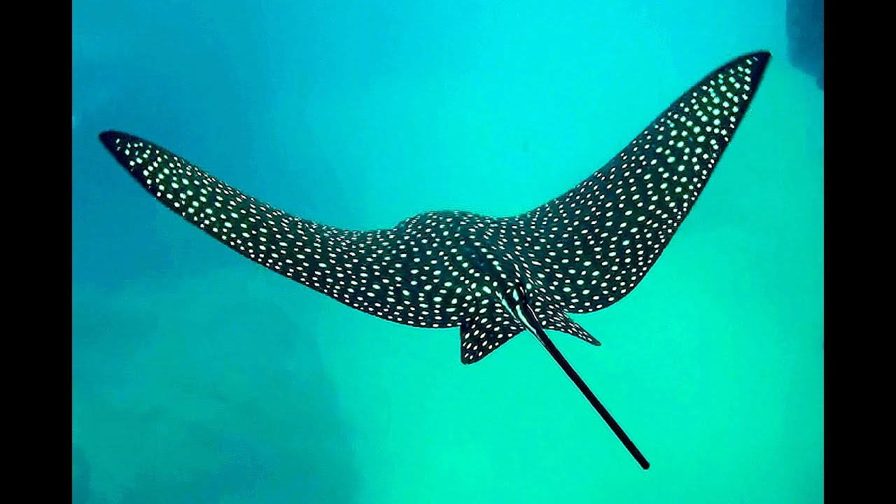 Eagle Ray Connection in Kauai