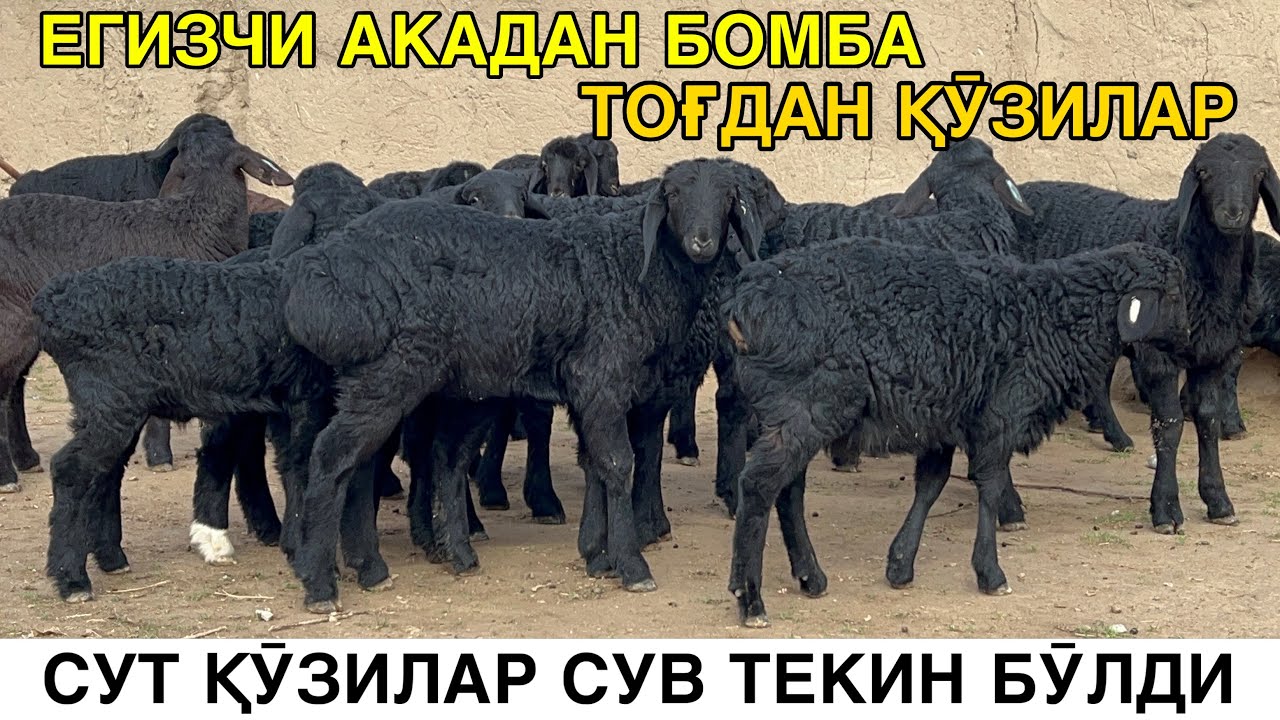 АРЗОН СУТ ҚӮЗИЛАР КЕЛДИ. ☎️+998992728213 ☎️+998912228213