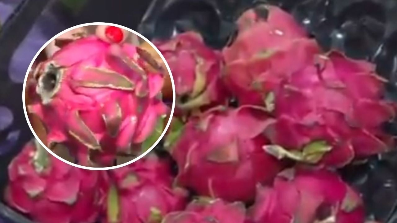 Encontramos la Pitaya, la fruta del dragón