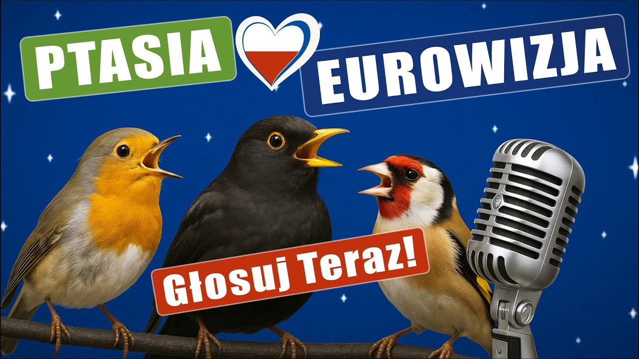 Który Ptak Śpiewa Najpiękniej? Który Kraj Wygra Bitwę na Głosy Natury? | Ptasia Eurowizja