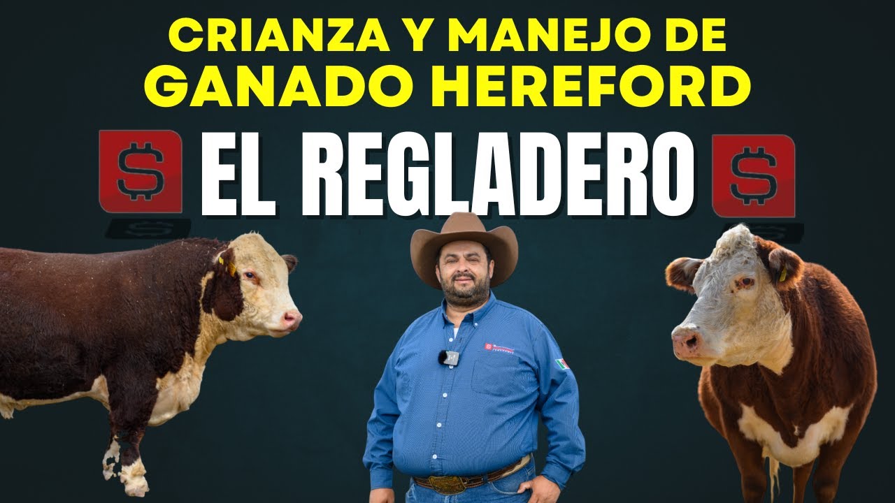 RANCHO EL REGLADERO: ASÍ SE CRIA EL GANADO HEREFORD DE ALTA GENÉTICA