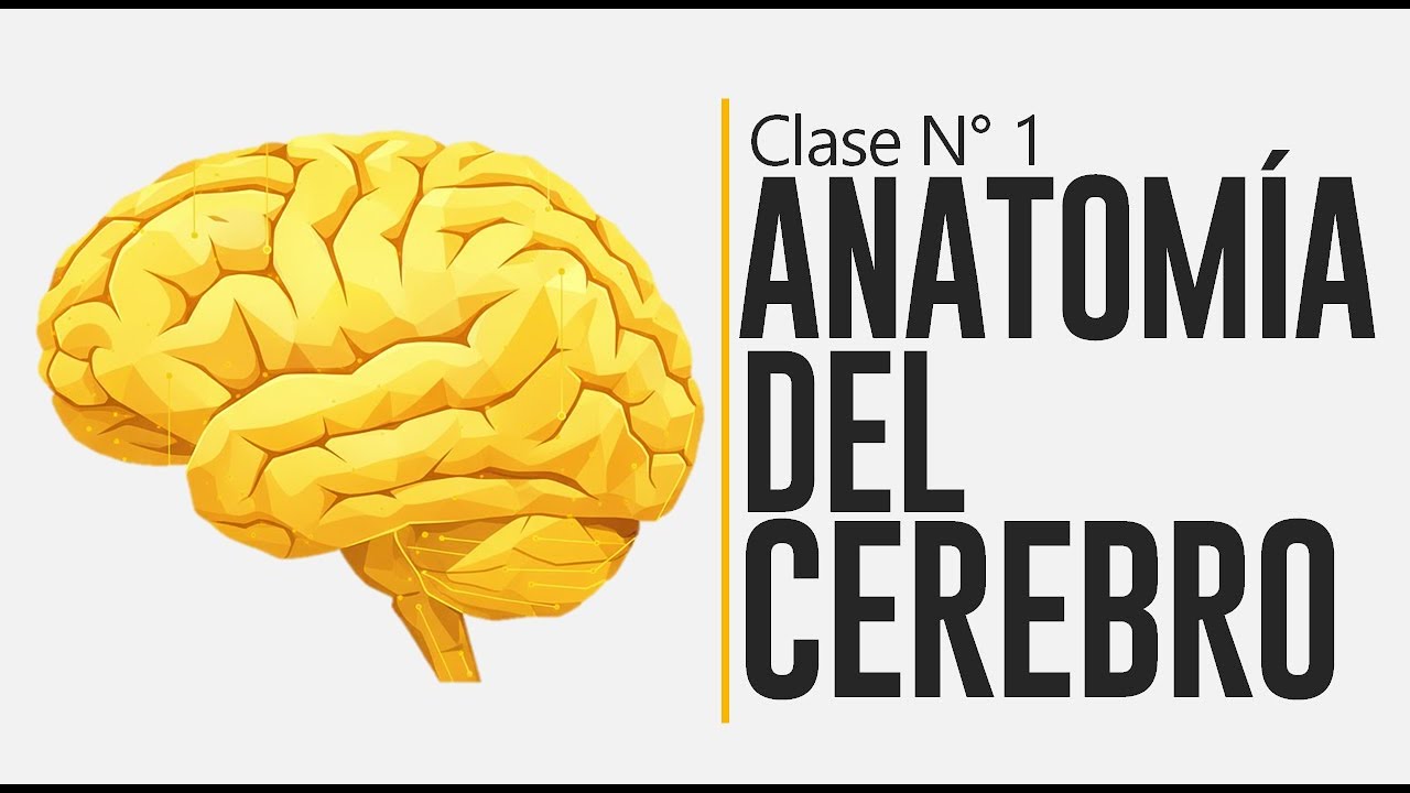 Curso Neurociencias del Comportamiento Clase 1: Anatomía del Cerebro