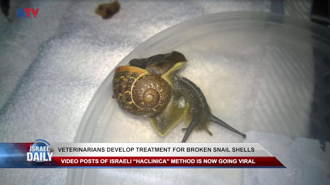 Veterinarians Develop Treatment For Broken Snail Shells