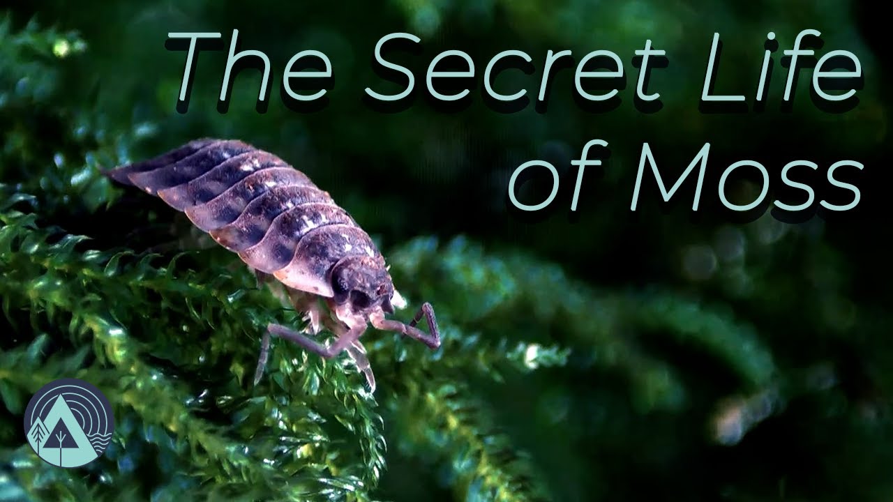 Why Look at Moss? Inside Nature’s Smallest Forests
