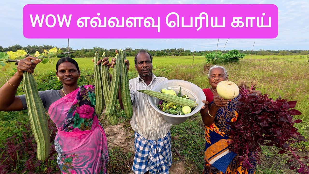 எங்கள் வீட்டு தோட்டத்தில் இயற்கையான முறையில் விளைந்த பெரிய பெரிய  காய்கறிகள்