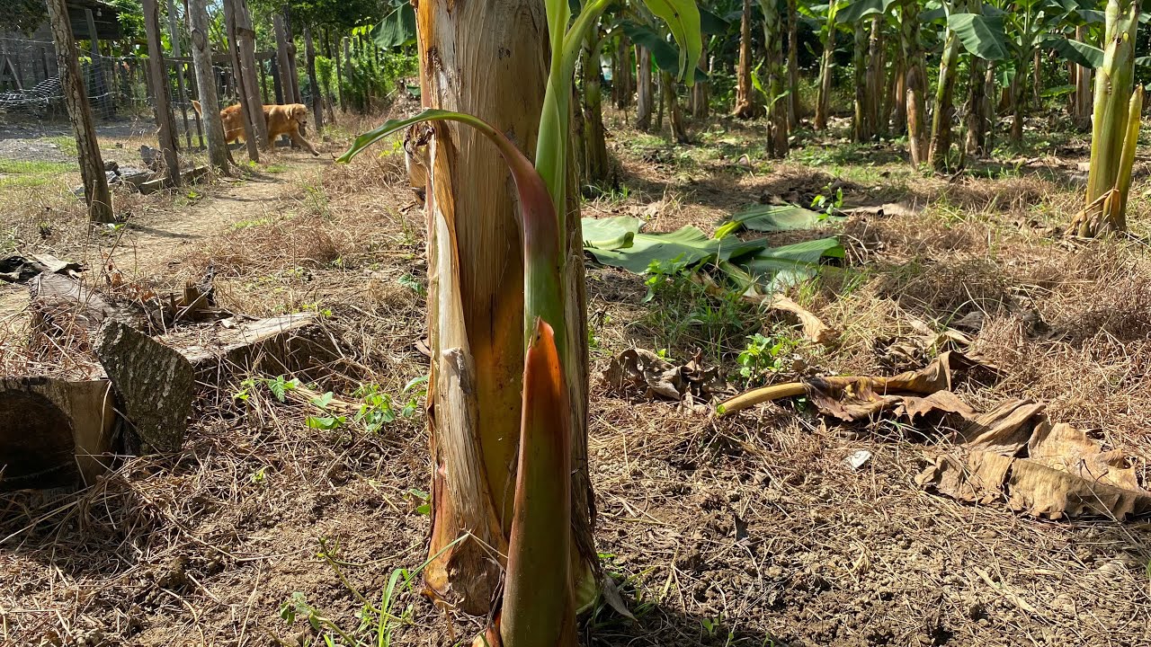 Como hacer el Deshije Correcto desde sus inicios en el Cultivo de Plátano.