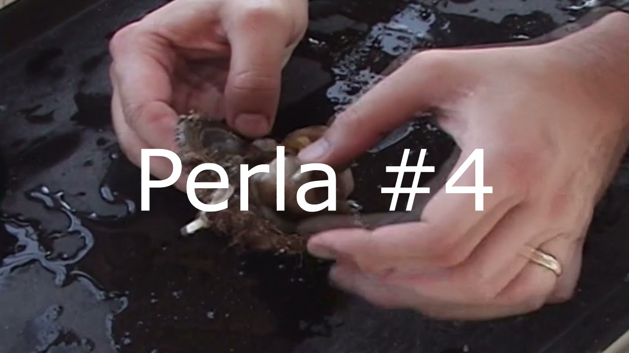 Nacimiento de una Perla Natural   Edición 2021