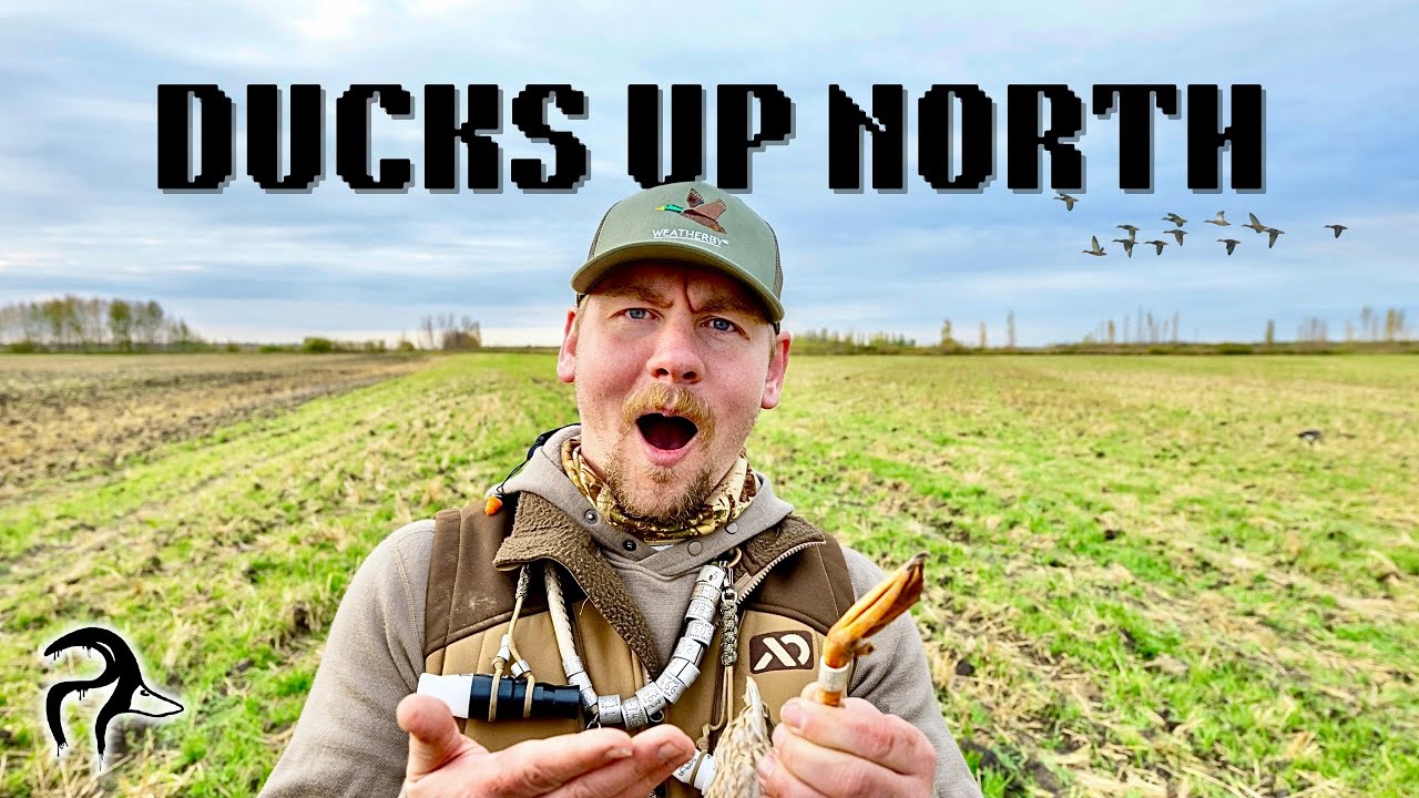 Утки на севере (группа)