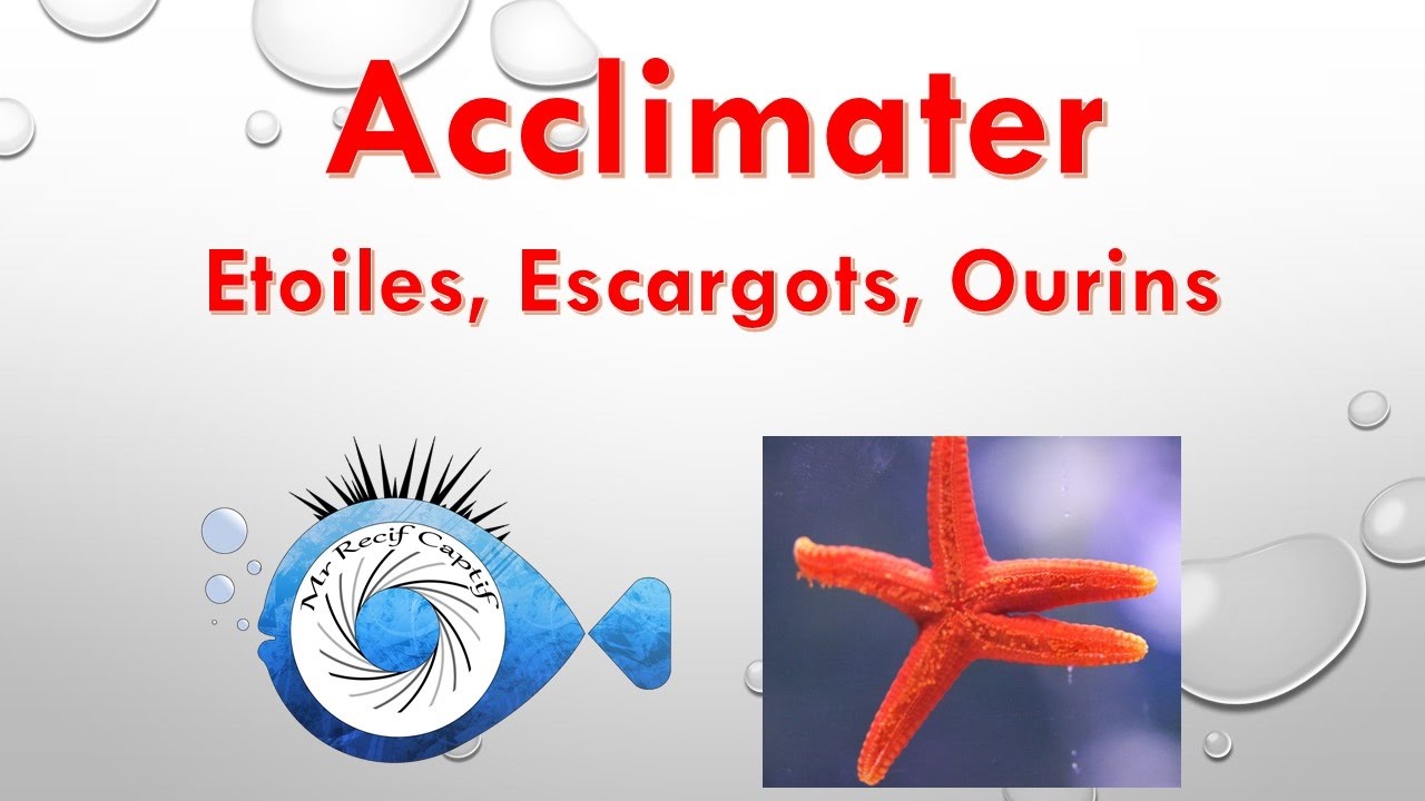 Acclimatation étoiles de mer, escargots et oursins - Mr Recif Captif #116