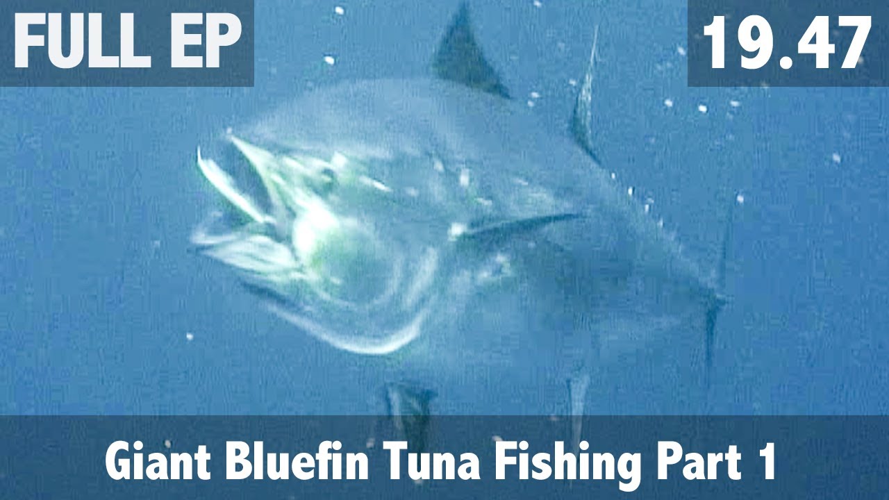 Giant Bluefin Tuna Fishing Part 1