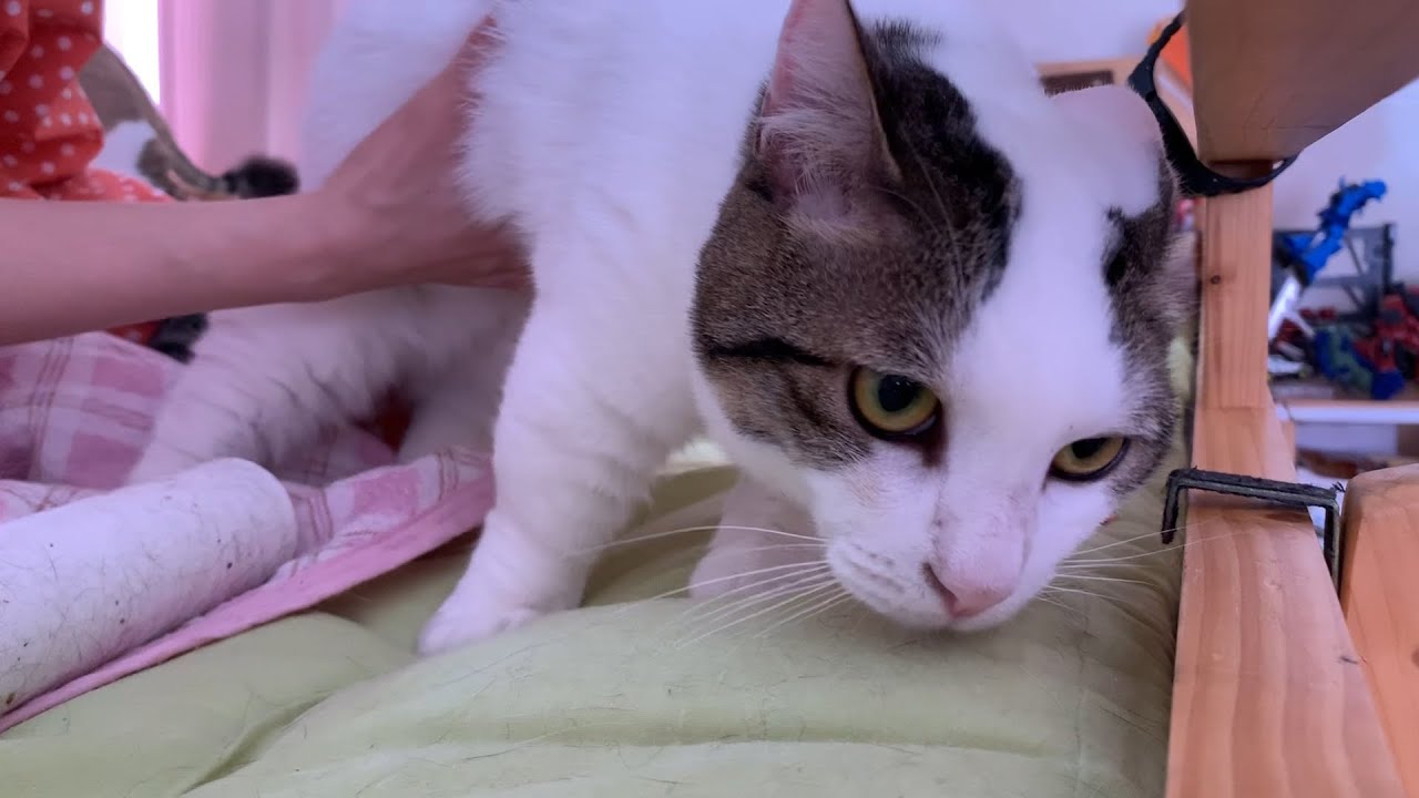 何がなんでも「退かない」と決めた猫