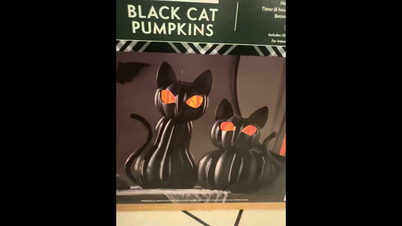 Black cat pumpkins 