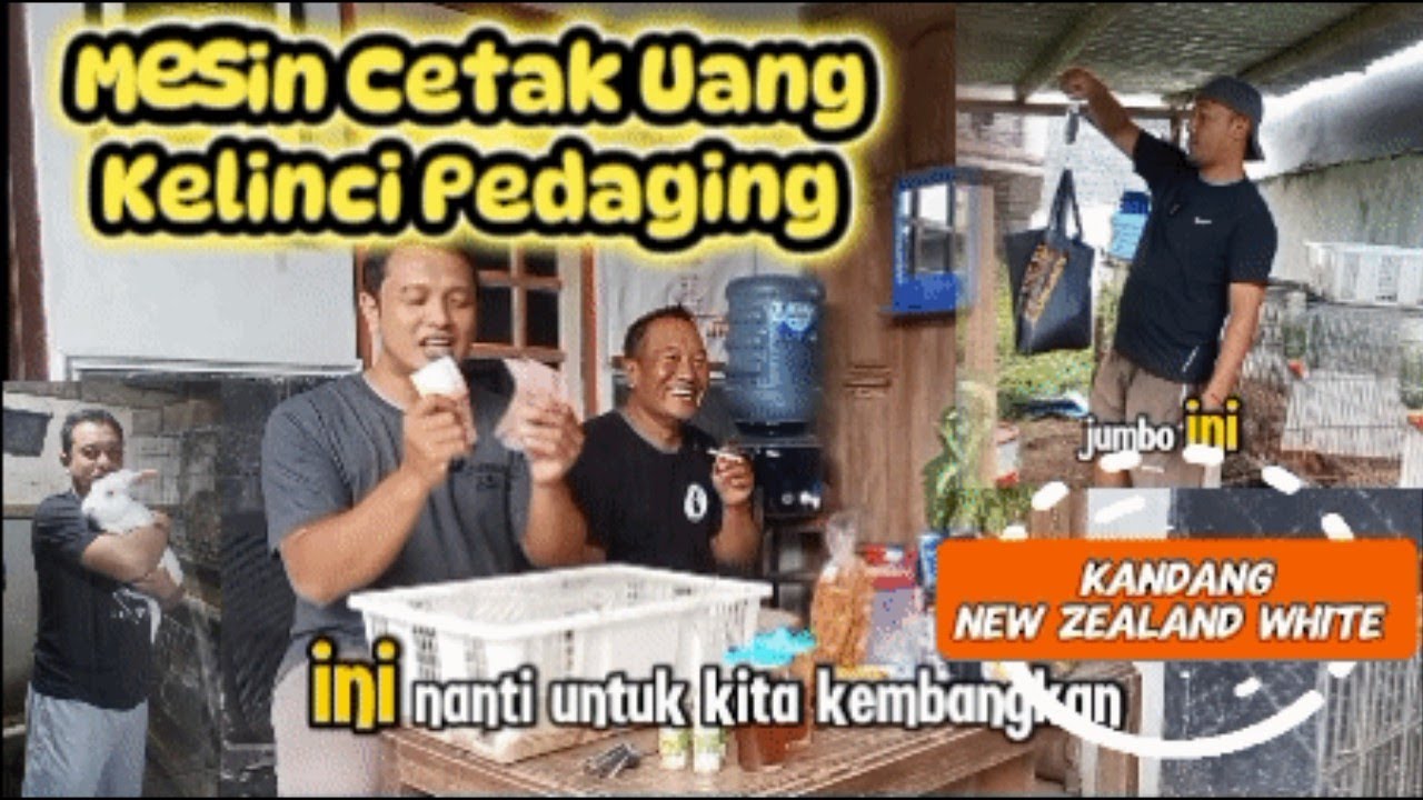 Cetak Uang dari Kelinci Pedaging (Cuannya Peternak Pedaging)