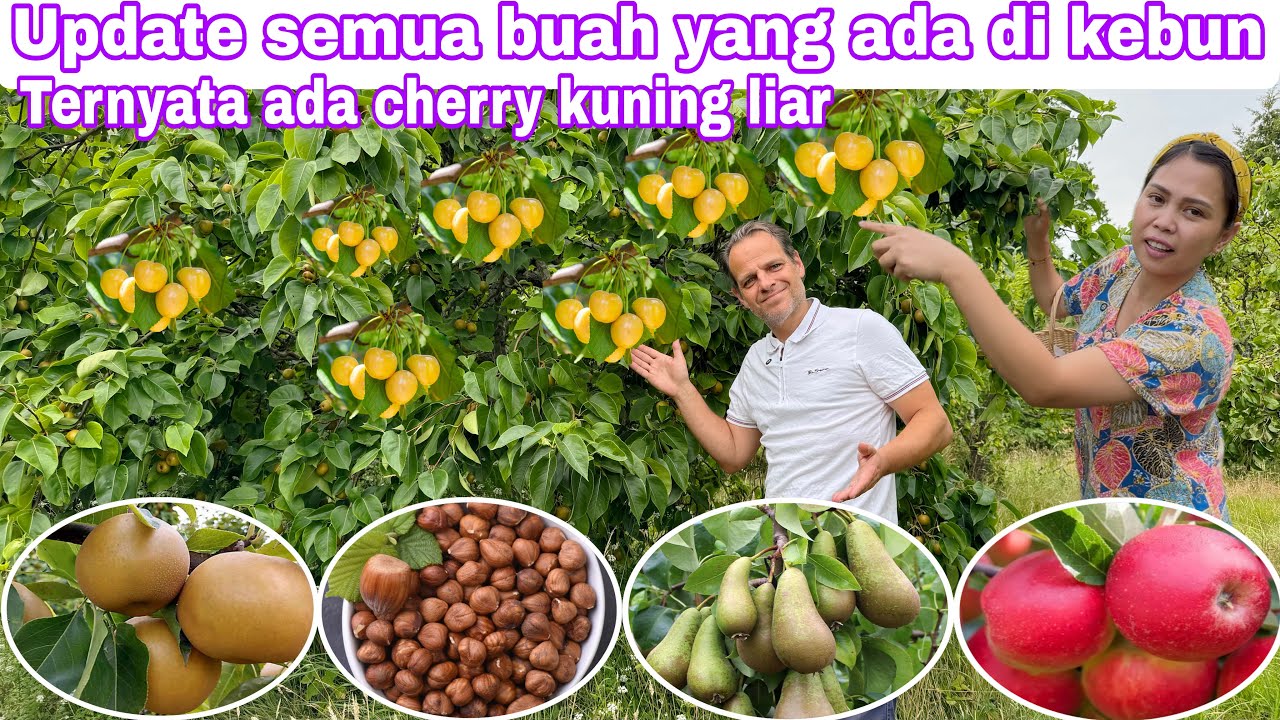 UPDATE SEMUA BUAH YANG ADA DI KEBUN || TERNYATA ADA CHERRY KUNING LIAR