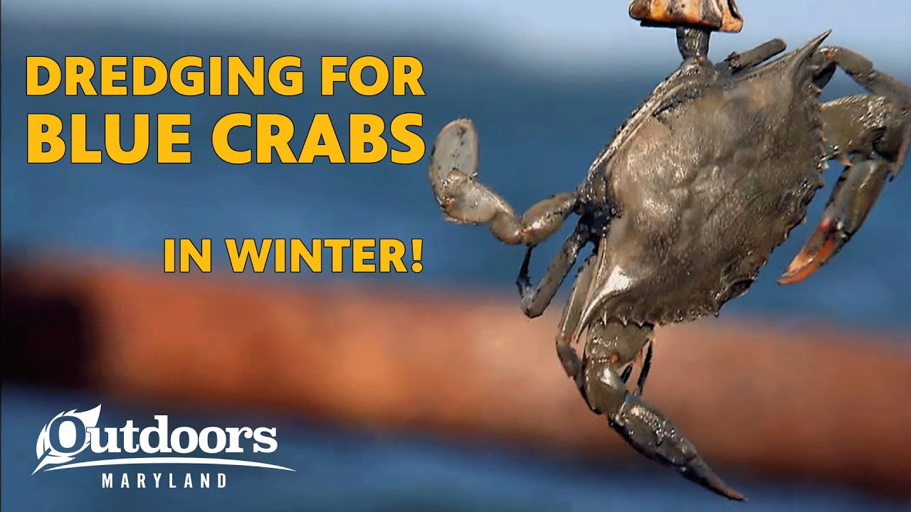 Counting Crabs during the Chesapeake's Winter Dredge Survey! | Outdoors Maryland