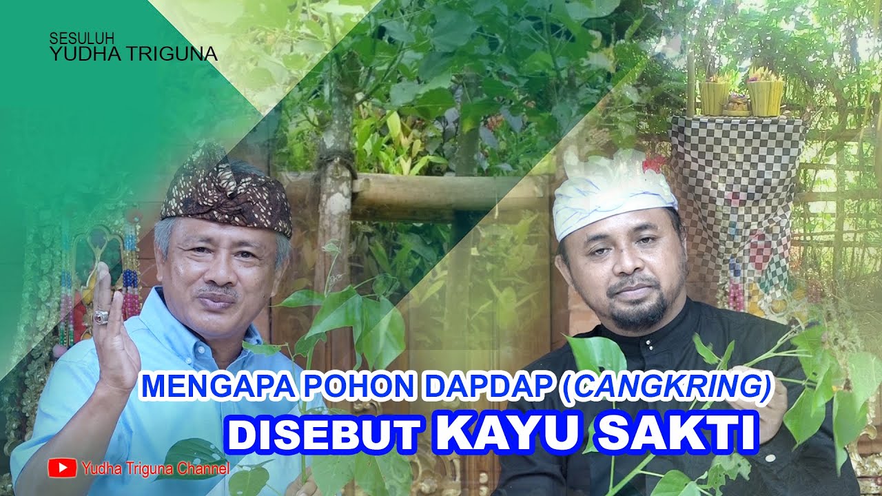 MENGAPA POHON DAPDAP (CANGKRING) DISEBUT KAYU SAKTI ?