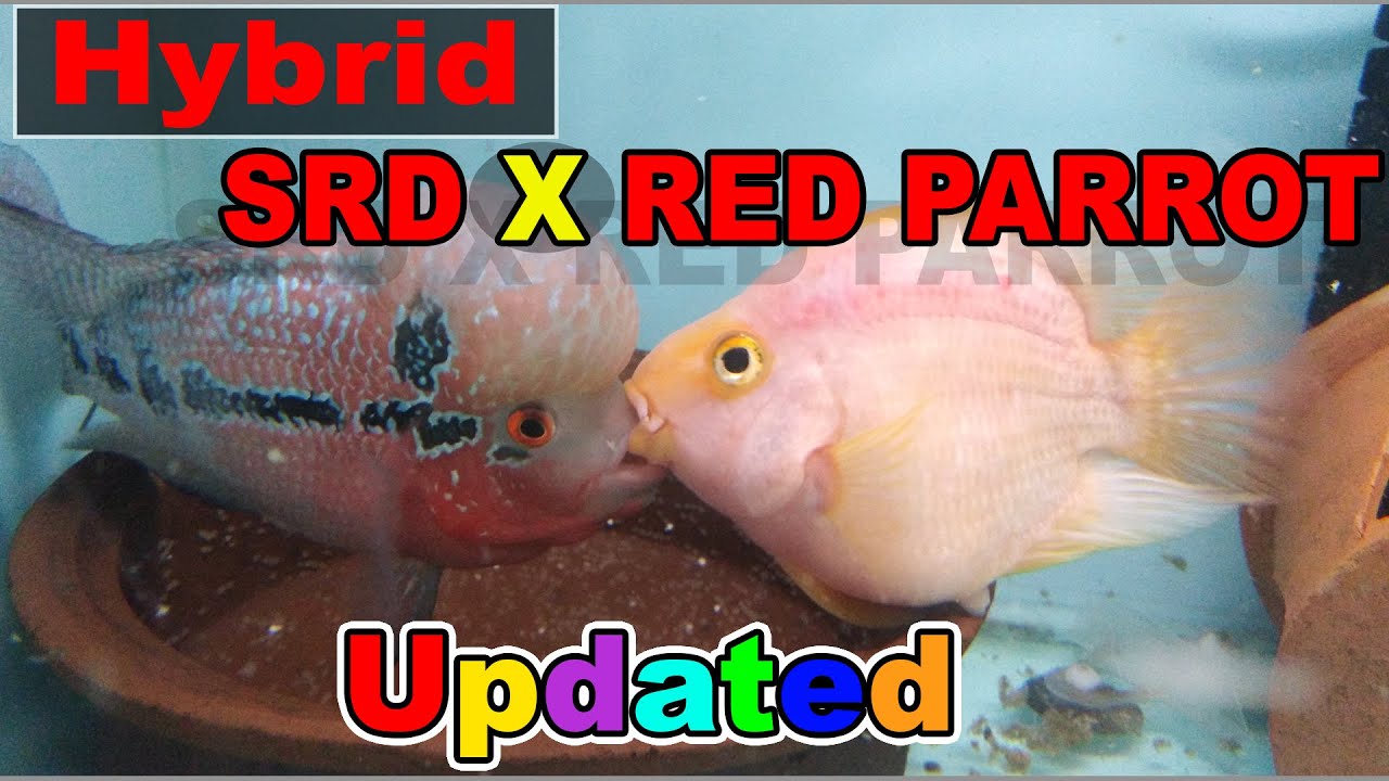 Hybrid of SRD Flowerhorn x Red Parrot-UPDATED -1