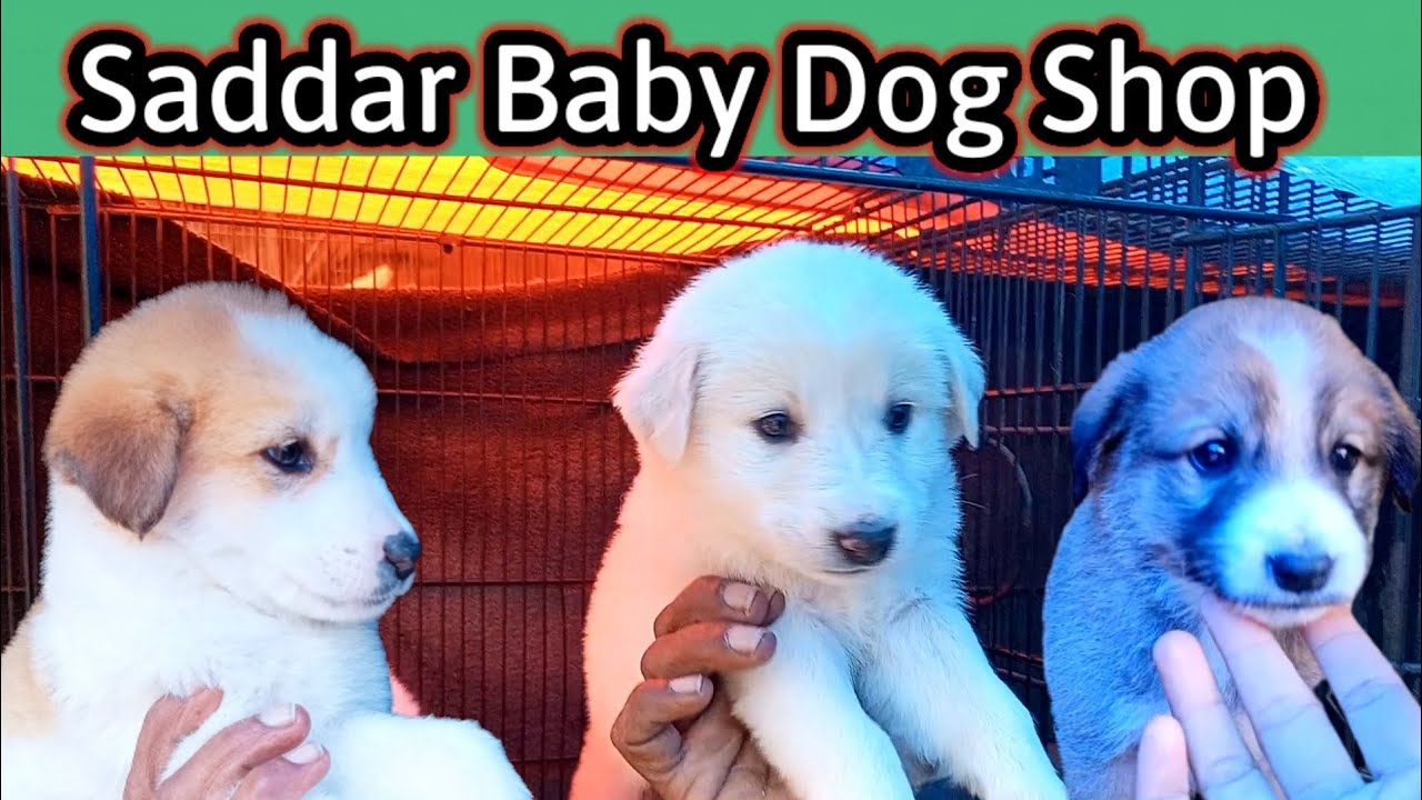 Saddar dogs Shop | Cute Puppies