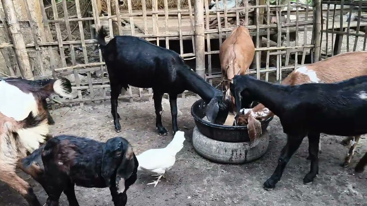 বিক্ৰীৰ বাবে 