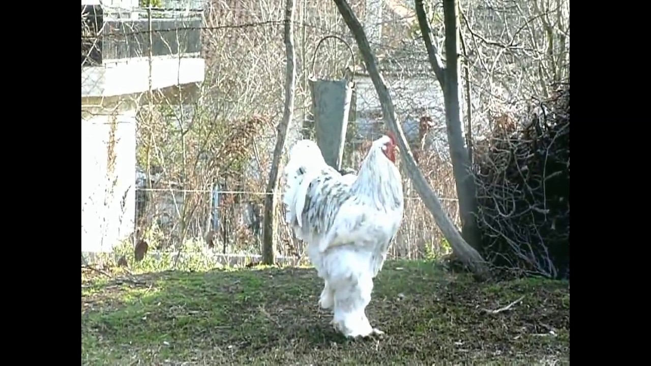 brahma chicken -GIANT BRAHMA BLUE LIGHT SPLASH ROOSTER CROWING - AGROKOTA GREECE