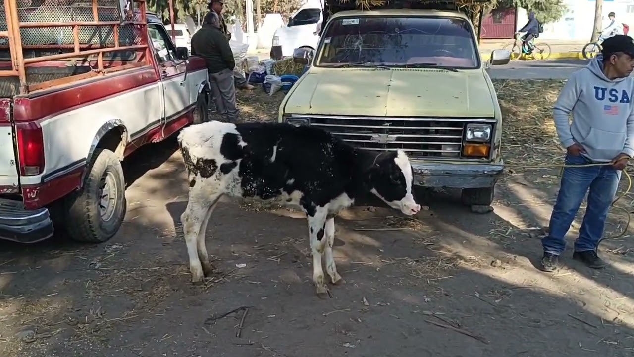 Tianguis de ganado Chalco estado de México 