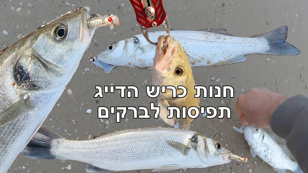 חנות כריש הדייג | Seabass fishing in the middle-east