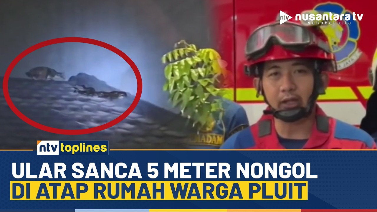 Detik-detik Ular Sanca 5 Meter di Atap Rumah Warga Pluit, Nyaris Memangsa Kucing | NTV TOPLINES