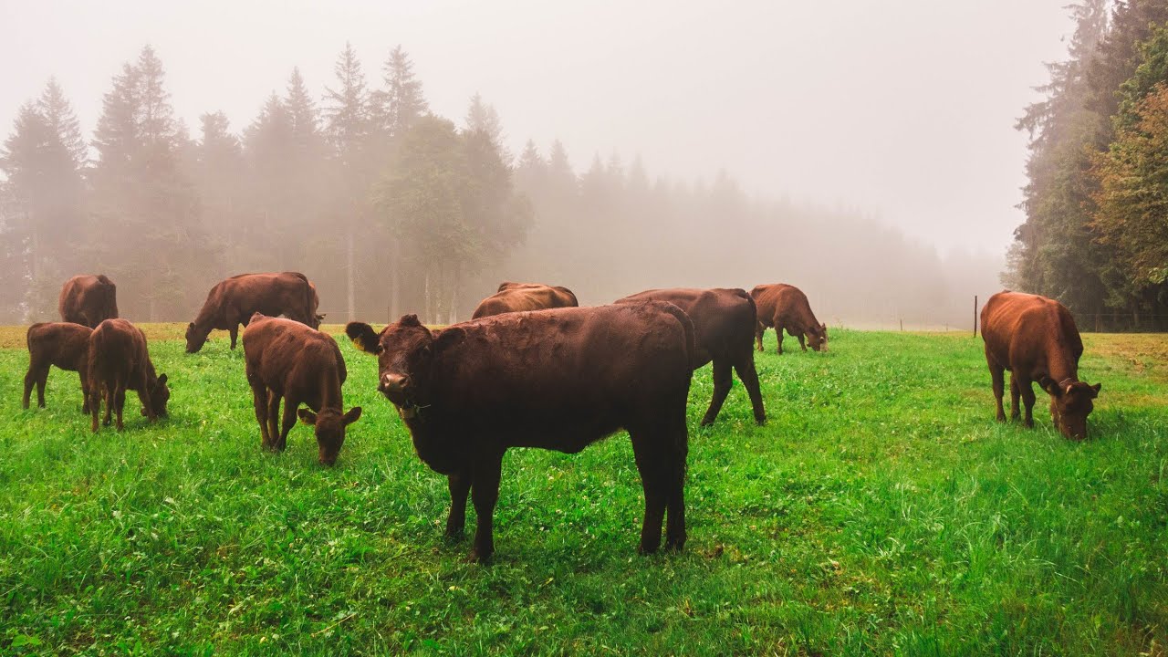 Westweg wandern im Schwarzwald 2019 Teil 3