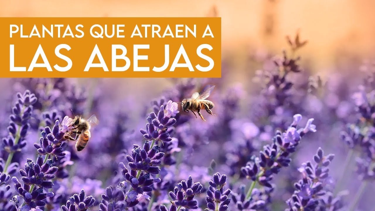 5 PLANTAS 