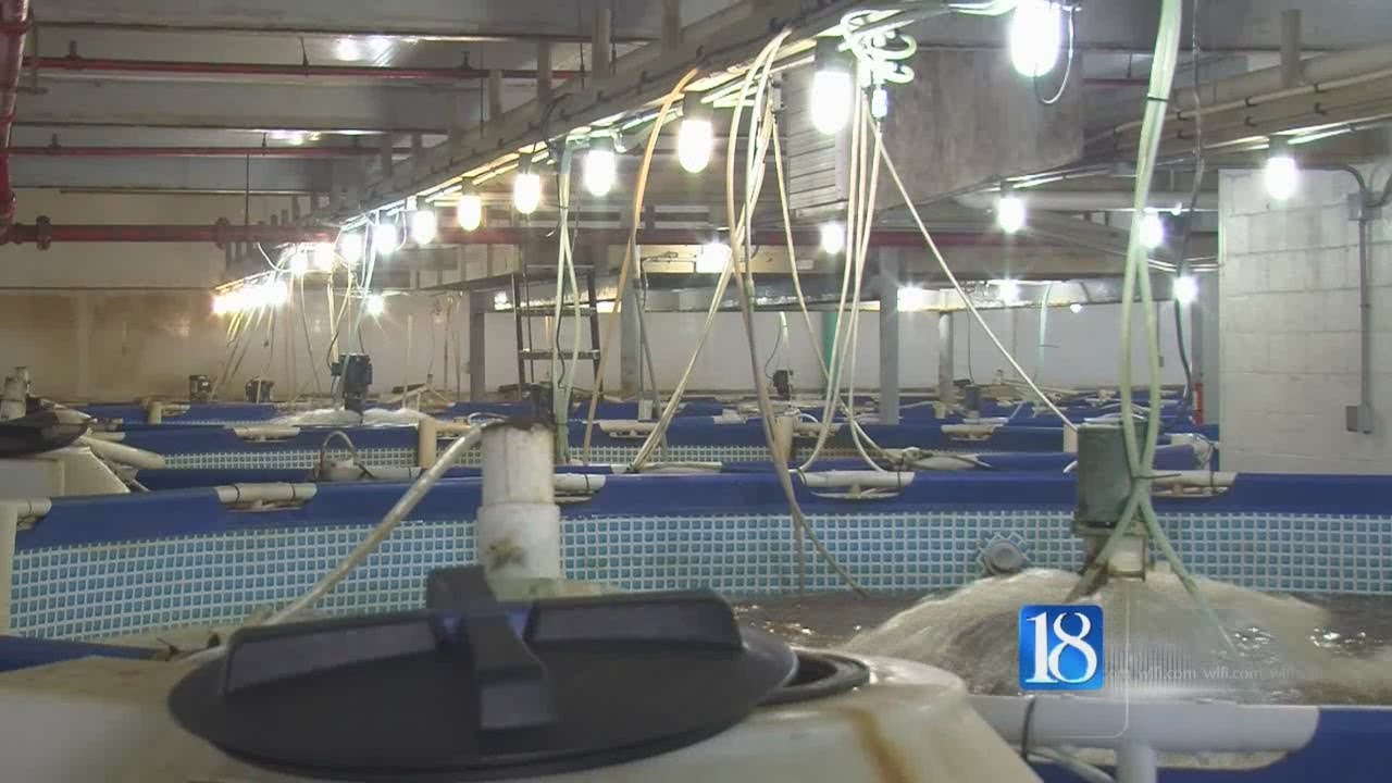 Carroll County shrimp farm one of Indiana's largest