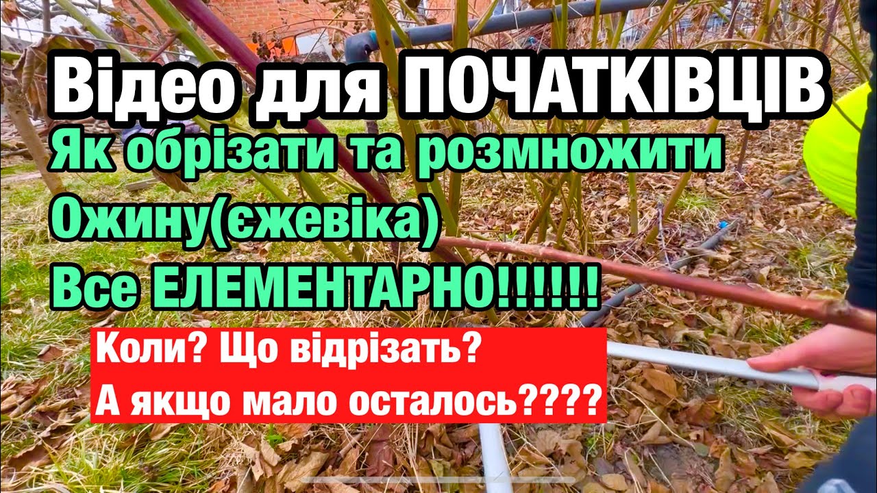 Відео для ПОЧАТКІВЦІВ. Як обрізати та БЕЗКОШТОВНО РОЗМНОЖИТИ ОЖИНУ? Все елементарно!