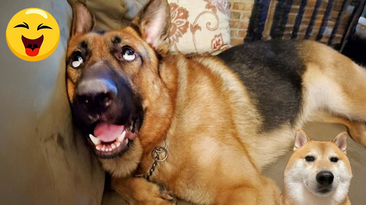 You Will Die Laughing At These Dogs 🐶 Best Animal Video Compilation You Can&rsquo;t Miss 🤣 #172