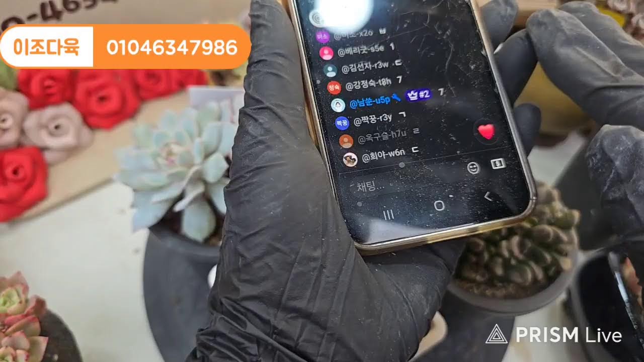 이조다육 라이브 방송