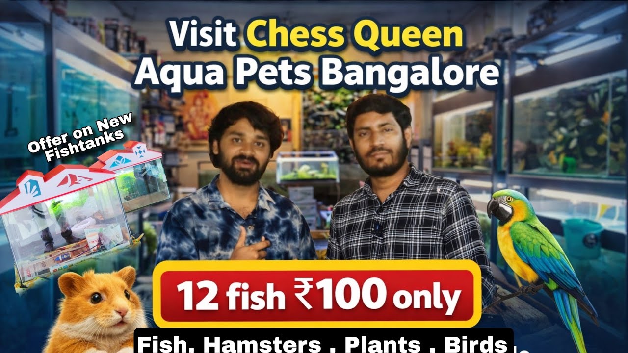 Fish, Hamsters & Birds Available | Chess Queen Aqua Pets Bangaloree, Tanks, Filters at Lowest Price