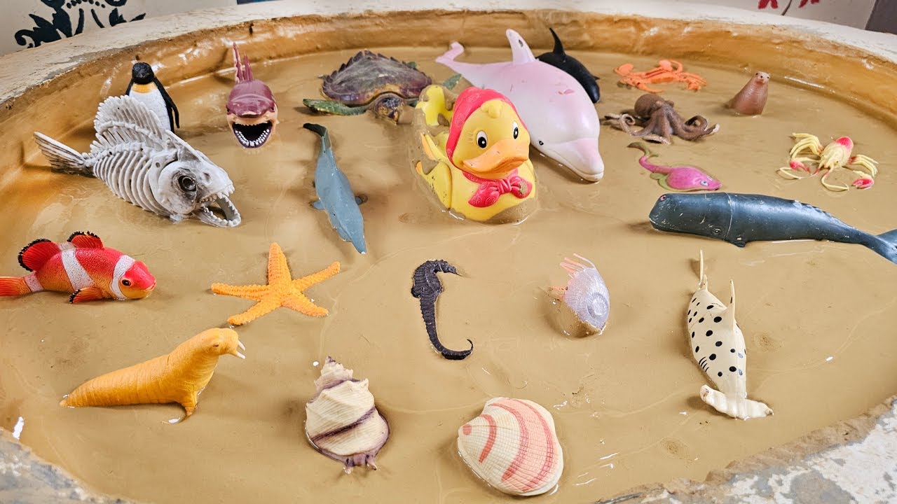 From Ocean to Beached Whales: The Day a Whale Visited the Mud Playground!