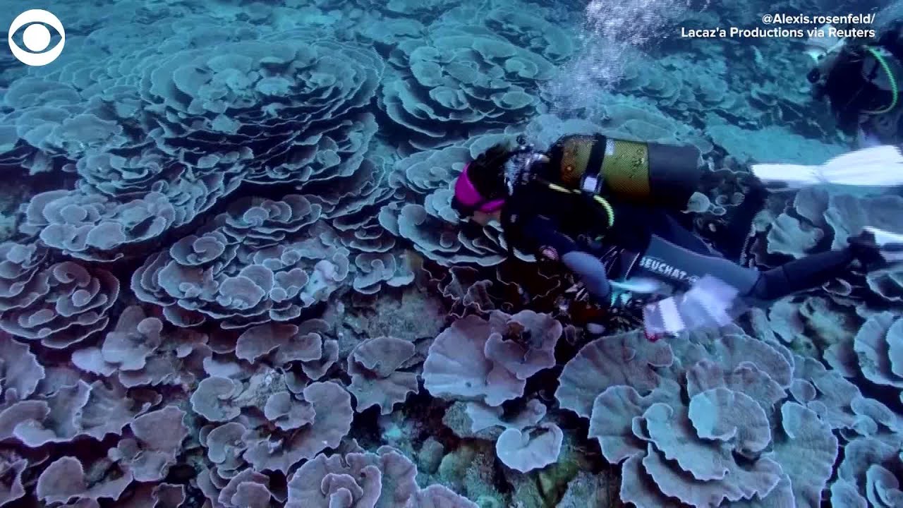 WEB EXTRA: Scientists Discover Pristine Coral Reef Off Tahiti Coast