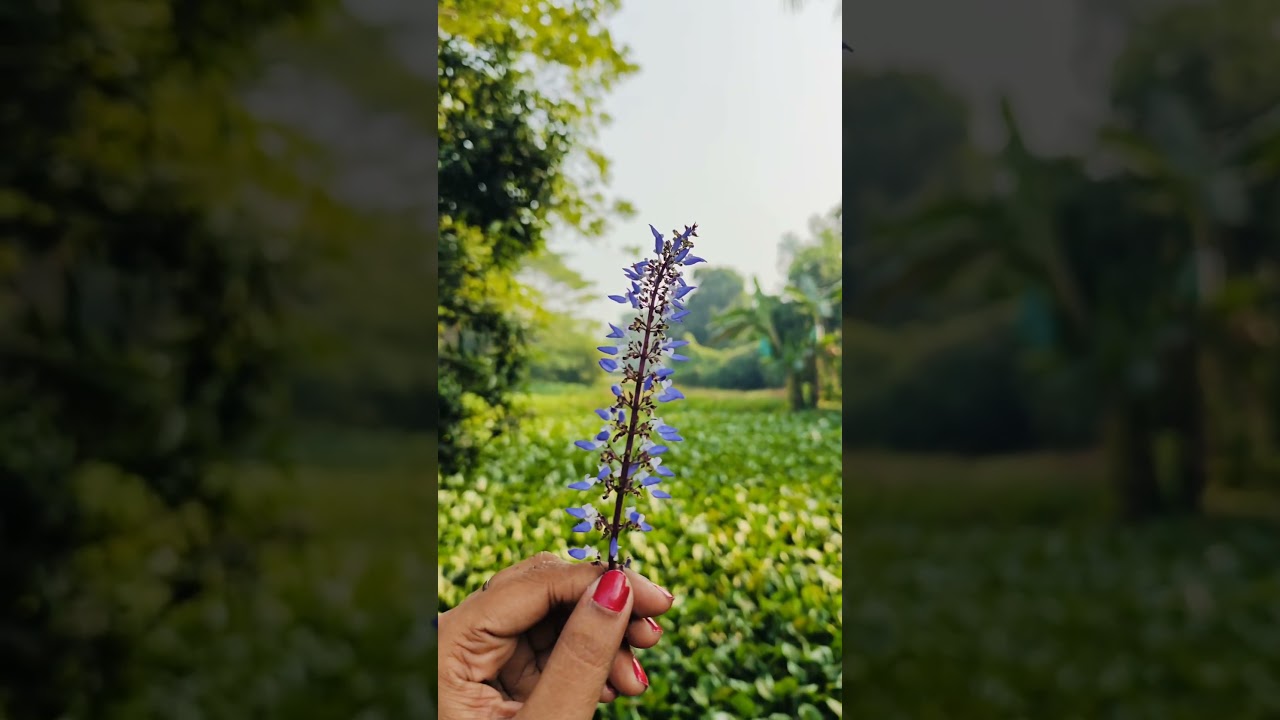 पौधे लगाये छाव देंगे 😌