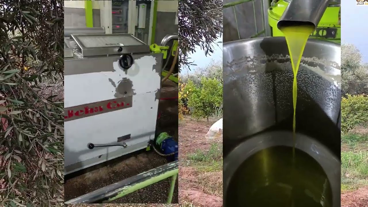 جولة في الحديقة بعد القطف الاول للزيتون