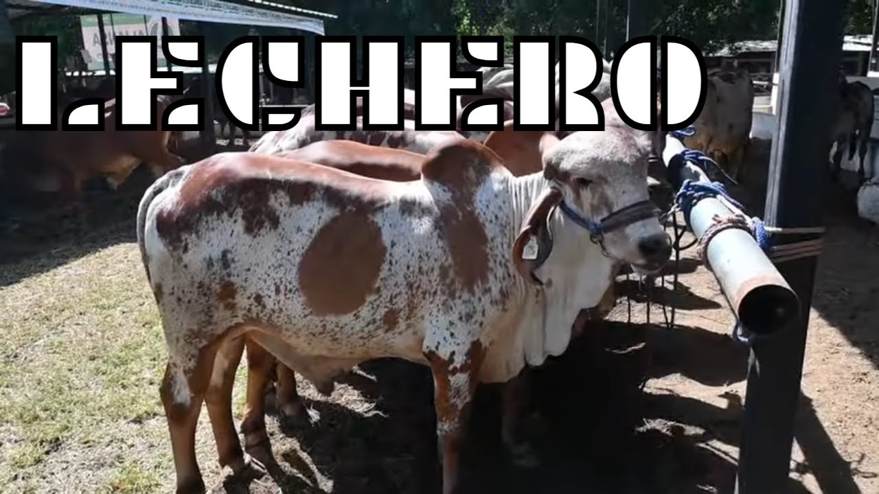Exhibición de Ganado Feria Ganadera-El Salvador en el Campo