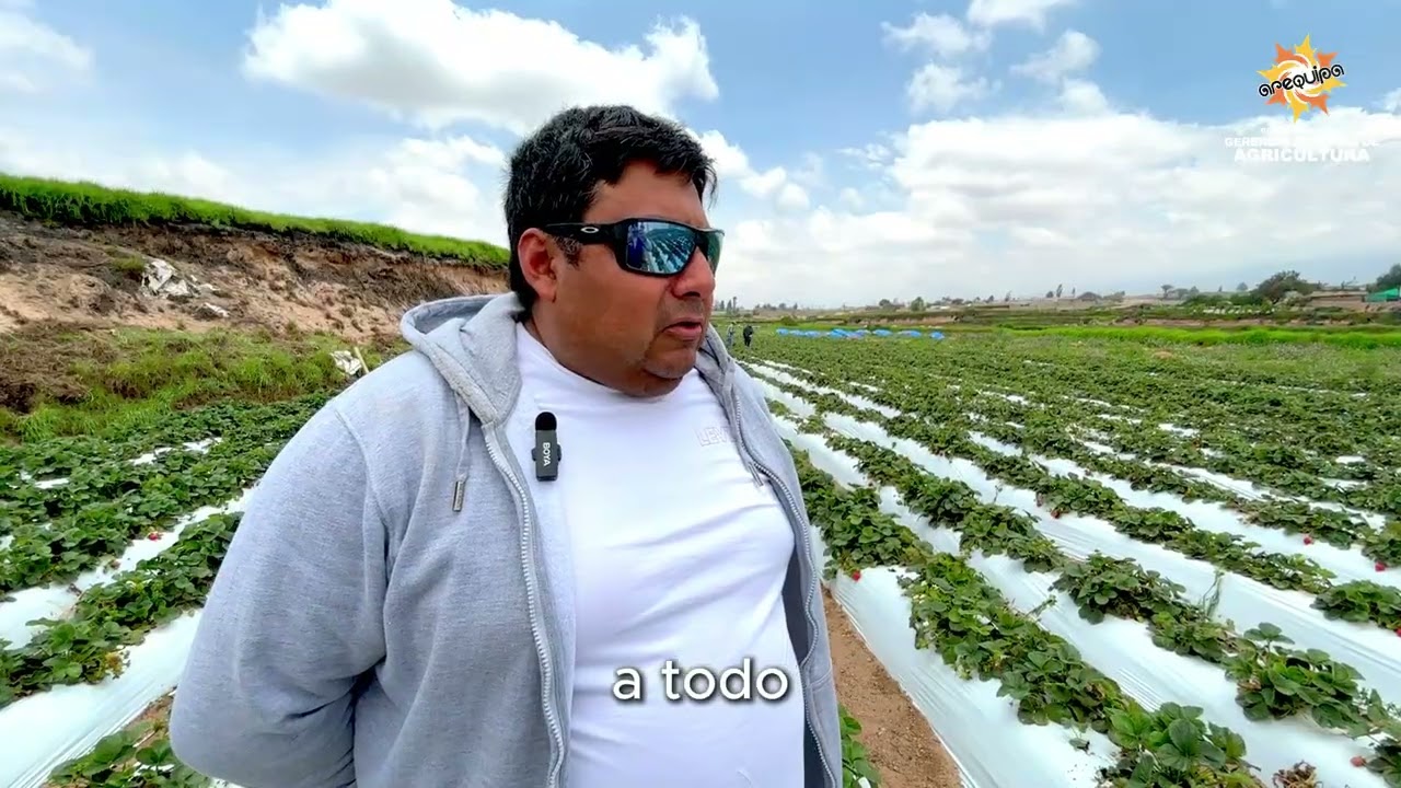 #gerenciaregionaldeagricultura | 🌱🍓🍓🍓Resultados que fortalecen el campo