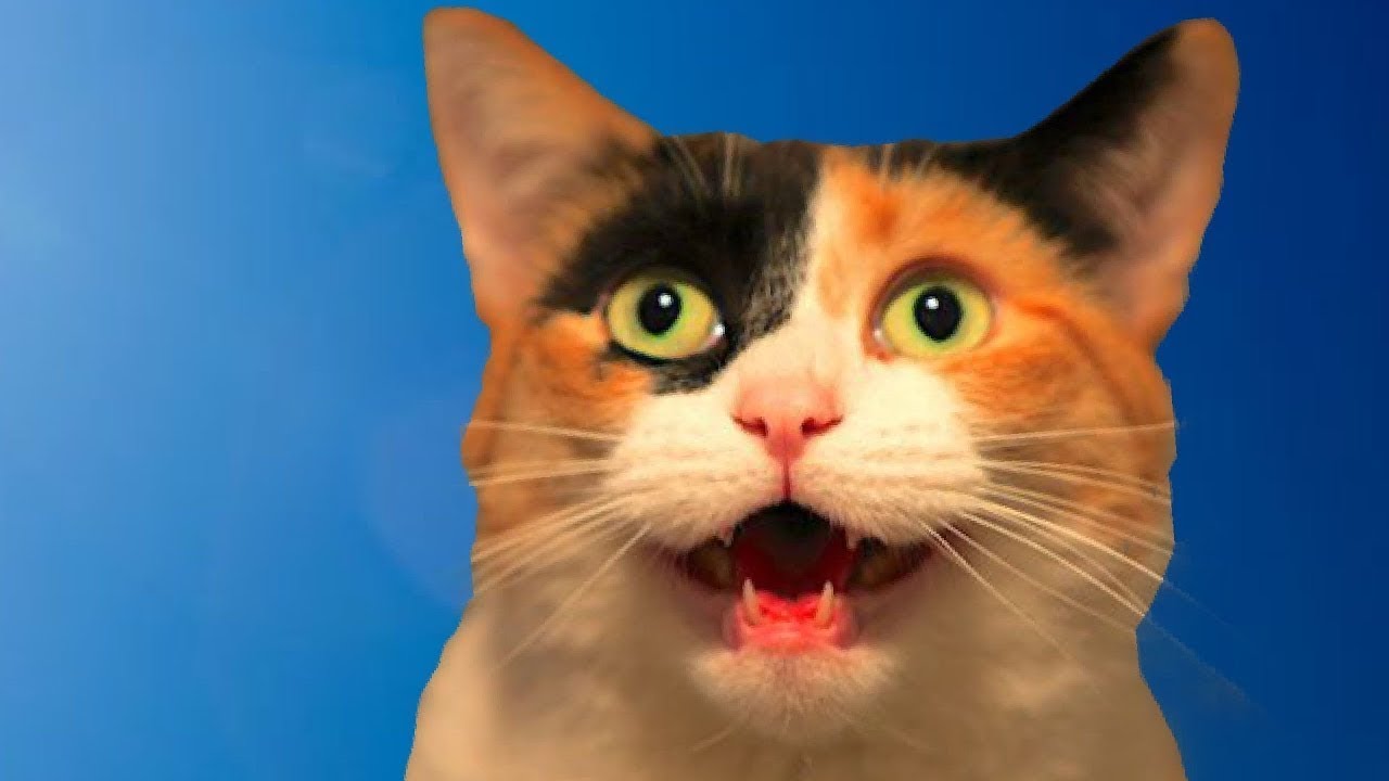 Кошачье мяу