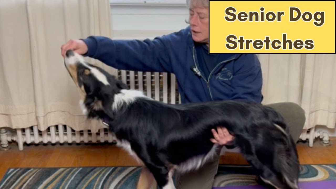 Stretches to help your senior dog that is a little slow getting up in the morning