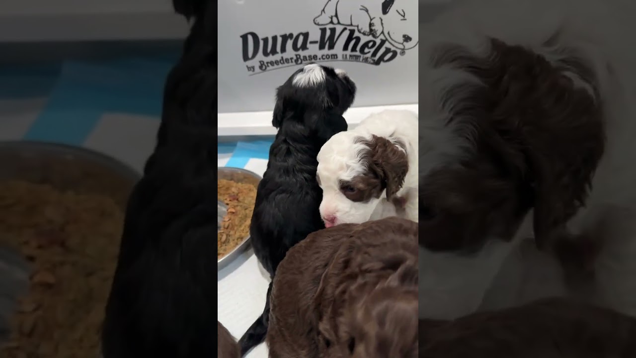 From Milk Bar to Mush! | Charlotte’s Web Litter Puppy Feeding
