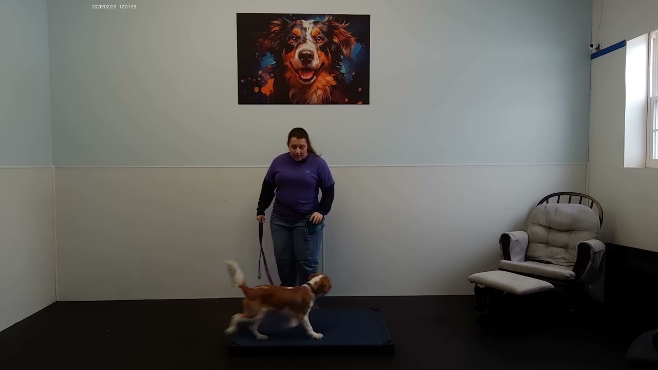 Mercer the Cavalier King Charles Spaniel | Week 1 Day Train Recap | Attention, Place & No Jumping